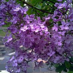 国产丁香网,探索中医药文化的瑰宝与传承